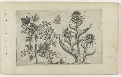 Ribes e cardo mariano da Crispijn van de Passe (I) (attributed to)