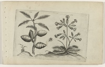 Mandorlo e primula da Crispijn van de Passe (I) (attributed to)