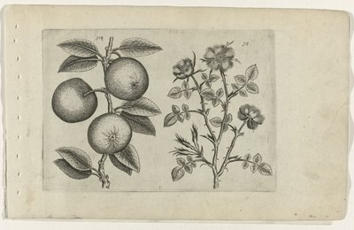 Mela e rosa canina (serie Cognoscite lilia) da Crispijn van de Passe (I) (attributed to)