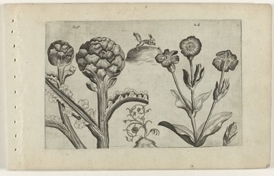 Carciofo e cardo da Crispijn van de Passe (I) (attributed to)