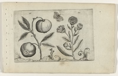 Mela assira e calendula Cognoscite lilia (serie) da Crispijn van de Passe (I) (attributed to)
