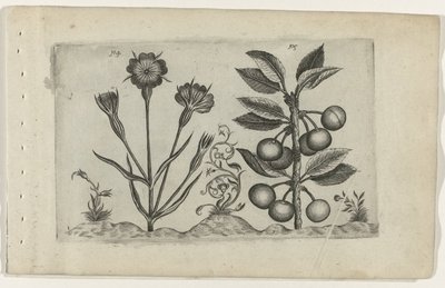 Bolderik e ciliegia acida da Crispijn van de Passe (I) (attributed to)