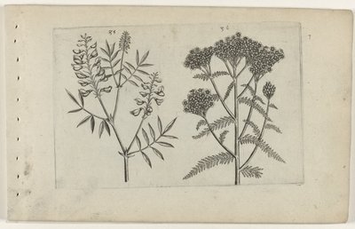 Vicia e achillea (Cognoscite lilia) da Crispijn van de Passe (I) (attributed to)
