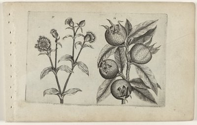 Silene e nespolo da Crispijn van de Passe (I) (attributed to)