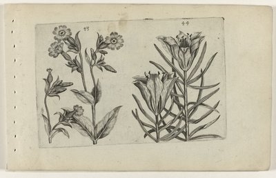 Silene e giglio di campo da Crispijn van de Passe (I) (attributed to)