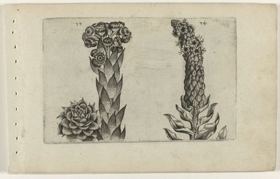 Verbasco e verbasco da Crispijn van de Passe (I) (attributed to)
