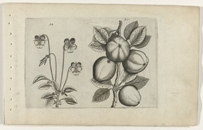 Viola del Pensiero Tricolore e Mela da Crispijn van de Passe (I) (attributed to)