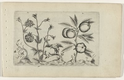 Aquilegia e mela da Crispijn van de Passe (I) (attributed to)