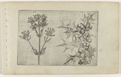 Centaury(?) e Agrifoglio da Crispijn van de Passe (I) (attributed to)