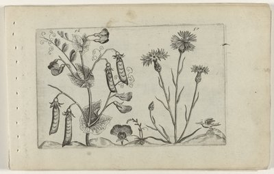 Pisello e fiordaliso da Crispijn van de Passe (I) (attributed to)