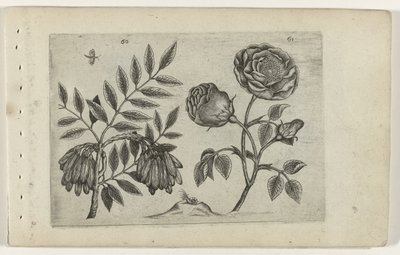 Es e rosa da Crispijn van de Passe (I) (attributed to)