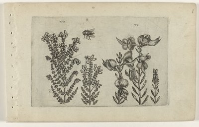 Erica comune e ginestra (serie Cognoscite lilia) da Crispijn van de Passe (I) (attributed to)