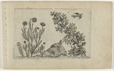Camomilla comune e crespino da Crispijn van de Passe (I) (attributed to)