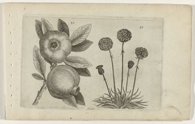 Melograno e erba inglese da Crispijn van de Passe (I) (attributed to)
