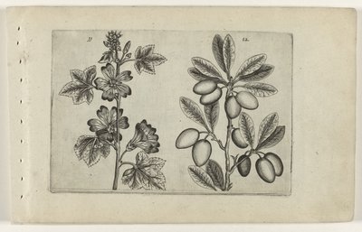 Grande malva e ulivo (serie Cognoscite lilia) da Crispijn van de Passe (I) (attributed to)