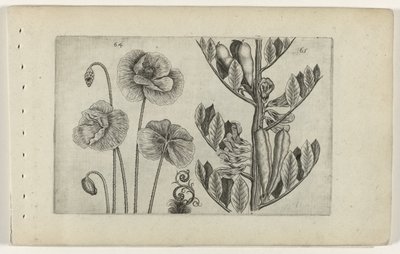 Grande papavero e fava da Crispijn van de Passe (I) (attributed to)