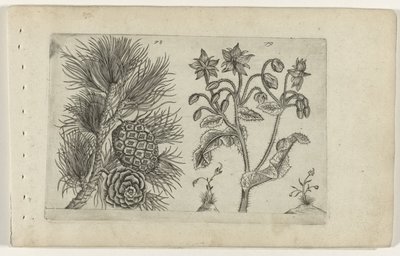 Pino Selvatico e Borragine da Crispijn van de Passe (I) (attributed to)
