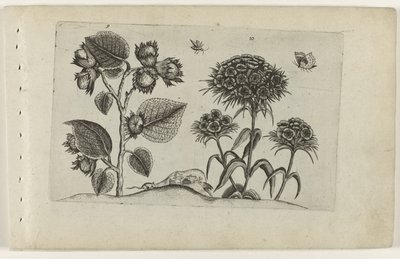 Nocciolo e garofano da Crispijn van de Passe (I) (attributed to)