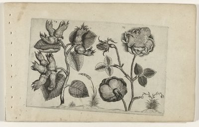 Nocciolo e rosa da Crispijn van de Passe (I) (attributed to)