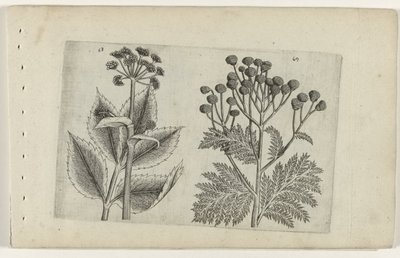 Radice di cuore e tanaceto (Cognoscite lilia) da Crispijn van de Passe (I) (attributed to)