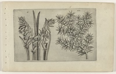 Giacinto e ginepro (Cognoscite lilia) da Crispijn van de Passe (I) (attributed to)