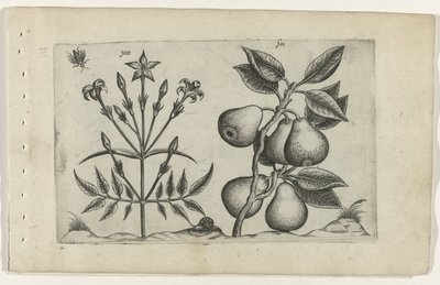 Gelsomino e pera da Crispijn van de Passe (I) (attributed to)