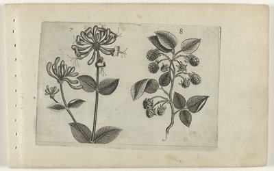 Caprifoglio e lampone da Crispijn van de Passe (I) (attributed to)