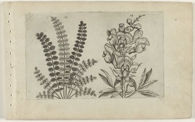 Piccola pimpinella e bocca di leone (serie Cognoscite lilia) da Crispijn van de Passe (I) (attributed to)