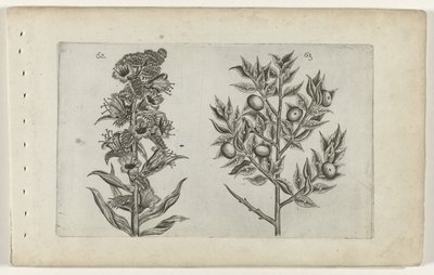 Camedrio e pungitopo da Crispijn van de Passe (I) (attributed to)