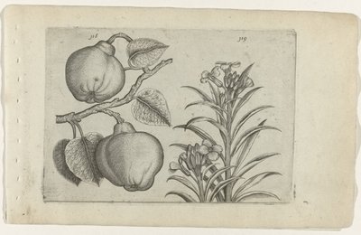 Cotogno e violaciocca da Crispijn van de Passe (I) (attributed to)