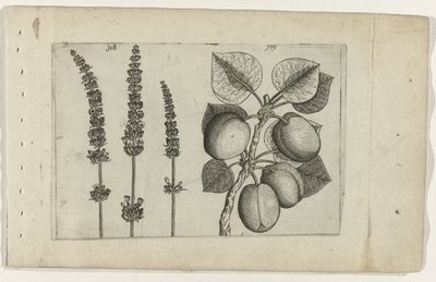 Lavanda e albicocca da Crispijn van de Passe (I) (attributed to)