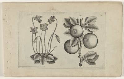 Viola di Marzo e Arancia, dalla serie 