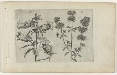 Campanula e maggiorana da Crispijn van de Passe (I) (attributed to)
