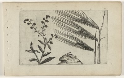 Non-ti-scordar-di-me di Palude e Orzo da Crispijn van de Passe (I) (attributed to)
