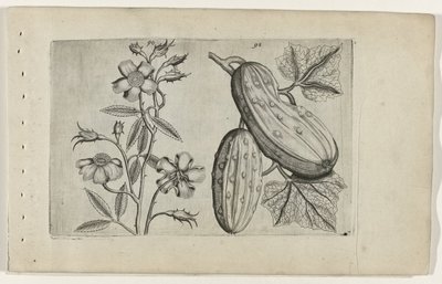 Rosa muschiata e cetriolo da Crispijn van de Passe (I) (attributed to)