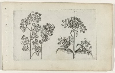 Felce murale e saponaria da Crispijn van de Passe (I) (attributed to)