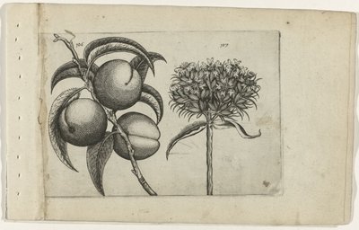 Pesca e amore ardente (Cognoscite lilia) da Crispijn van de Passe (I) (attributed to)