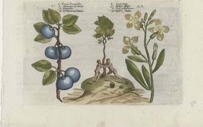 Prugna e fiore di muro da Crispijn van de Passe (I) (attributed to)