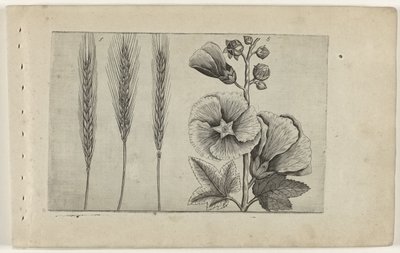 Segale e malvarosa da Crispijn van de Passe (I) (attributed to)