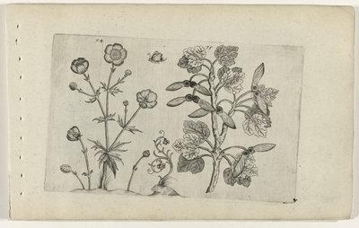 Ranuncolo affilato e acero di campo (serie Cognoscite lilia) da Crispijn van de Passe (I) (attributed to)