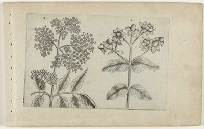 Lillà e sangue umano (Cognoscite lilia) da Crispijn van de Passe (I) (attributed to)
