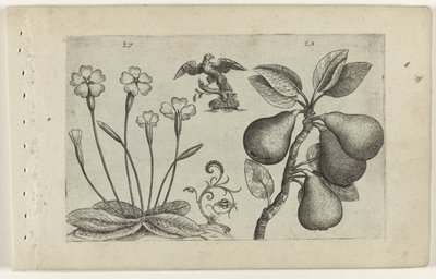 Primula e pera (Cognoscite lilia) da Crispijn van de Passe (I) (attributed to)