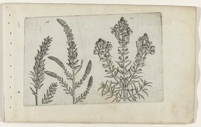 Tamerice e Linaria da Crispijn van de Passe (I) (attributed to)