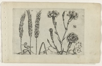 Grano e garofano da Crispijn van de Passe (I) (attributed to)