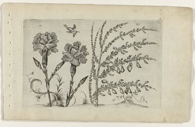 Garofano e ginestra da Crispijn van de Passe (I) (attributed to)