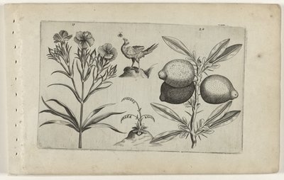 Garofano e limone da Crispijn van de Passe (I) (attributed to)
