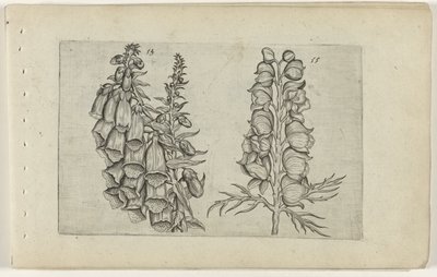 Digitale e aconito azzurro da Crispijn van de Passe (I) (attributed to)