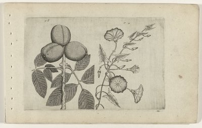 Noce e convolvolo Cognoscite lilia (serie) da Crispijn van de Passe (I) (attributed to)