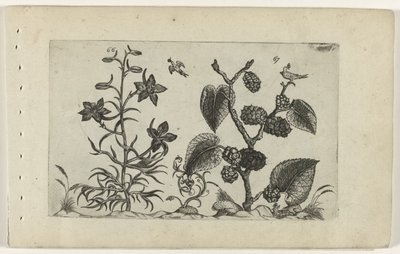 Speronella e gelso nero da Crispijn van de Passe (I) (attributed to)