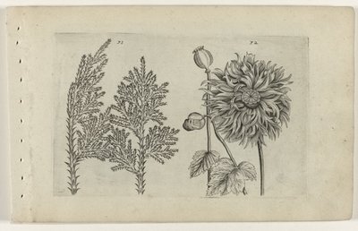 Albero dei sette e papavero (serie Cognoscite lilia) da Crispijn van de Passe (I) (attributed to)